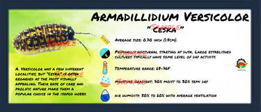 Armadillidium Versicolor Ceska Isopod Bin Label